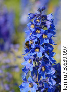 Живокость, дельфиниум, шпорник голубой (Delphinium. Стоковое фото, фотограф Svet / Фотобанк Лори