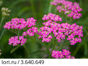 Розовый декоративный тысячелистник Achillea. Стоковое фото, фотограф Альбина Ялунина / Фотобанк Лори