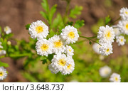 Гипсофила Метельчатая, Перекати-поле, Качим или Гипсолюбка (Gypsophila) Стоковое фото, фотограф Алёшина Оксана / Фотобанк Лори
