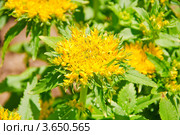 Очиток живучий (Sedum aizoon) Стоковое фото, фотограф Алёшина Оксана / Фотобанк Лори