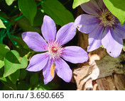 Клематис, Ломонос (Clematis) и бабочка Толстоголовка лесная (Ochlodes sylvanus) Стоковое фото, фотограф Алёшина Оксана / Фотобанк Лори