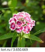 Жук восковик перевязанный (Trichius fasciatus) на цветке турецкой гвоздики (Dianthus barbatus) Стоковое фото, фотограф Алёшина Оксана / Фотобанк Лори