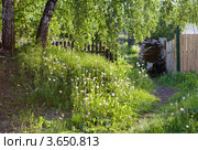 Березки. Стоковое фото, фотограф Валерий Пчелинцев / Фотобанк Лори