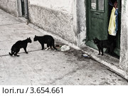 Кошачьи разборки. Стоковое фото, фотограф Борис Котляр / Фотобанк Лори