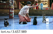 Прыгающие кошки в монастыре Nga Phe Kyaung на озере Инле, Мьянма (2012 год). Редакционное видео, видеограф Кирилл Трифонов / Фотобанк Лори