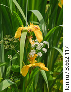 Ирис ложноаировый (Iris pseudacorus) и сныть обыкновенная (Aegopodium podagraria) Стоковое фото, фотограф Алёшина Оксана / Фотобанк Лори