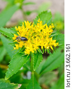 Очиток живучий (Sedum aizoon) и среднерусская темная лесная пчела (Apis mellifera) Стоковое фото, фотограф Алёшина Оксана / Фотобанк Лори