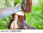 Распилка дерева ножовкой. Стоковое фото, фотограф Игорь Низов / Фотобанк Лори