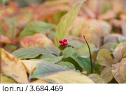 Женьшень ( Panax trifolium ) на плантации. Плоды. Стоковое фото, фотограф Ольга Липунова / Фотобанк Лори