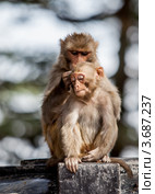 Макак-резус (Macaca mulatta) Стоковое фото, фотограф Андрей Армягов / Фотобанк Лори