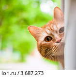 Рыжий кот выглядывает из-за угла. Стоковое фото, фотограф Игорь Низов / Фотобанк Лори