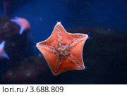 Красная пятиконечная морская звезда на стене аквариума на фоне темно-синей воды (Патирия гребешковая, Patiria pectinifera) Стоковое фото, фотограф Щеголева Ольга / Фотобанк Лори