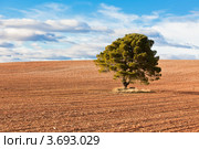 Одинокое дерево в перепаханном поле. Стоковое фото, фотограф Анастасия Золотницкая / Фотобанк Лори