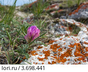 Цветы Ольхона.Копеечник (Hedysarum) красный корень. Стоковое фото, фотограф Ирина Шалимова / Фотобанк Лори