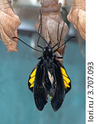 Тропическая бабочка (Papilionoidea sp.) покидает кокон. Стоковое фото, фотограф Василий Фирсов / Фотобанк Лори
