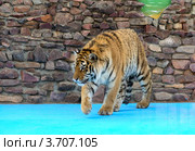 Крадущийся тигр (Panthera Tigris) Стоковое фото, фотограф Василий Фирсов / Фотобанк Лори