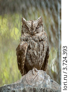 Сплюшка (Otus Scops) Стоковое фото, фотограф Василий Фирсов / Фотобанк Лори