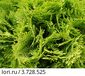 Туя (Thuja) Стоковое фото, фотограф Елена Семенюк / Фотобанк Лори