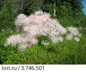 Василистник Thalictrum aquilegifolium, семейство Лютиковые. Стоковое фото, фотограф Заноза-Ру / Фотобанк Лори