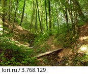 Лес в посёлке Головинка, город Сочи. Стоковое фото, фотограф Самойлова Екатерина / Фотобанк Лори