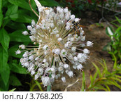 Цветы лука ( Allium nutans) Стоковое фото, фотограф lana1501 / Фотобанк Лори