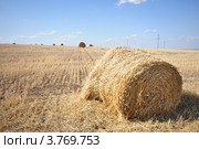 Рулоны соломы на скошенном поле. Стоковое фото, фотограф Алексей Сахаров / Фотобанк Лори