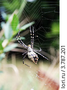 Паук на паутине. Argiope aurantia. Стоковое фото, фотограф Инна Козырина (Трепоухова) / Фотобанк Лори