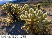 Кактус прыгающий чойя (Cylindropuntia bigelovii, Opuntia bigelovii) в пустыне Мохаве (национальный парк Джошуа Три) (2010 год). Стоковое фото, фотограф Ирина Кожемякина / Фотобанк Лори