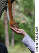 Белка берет корм с руки. Стоковое фото, фотограф Анна Омельченко / Фотобанк Лори