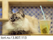 Длинношерстная кошка окраса колор-пойнт с голубыми глазами лежит на столике рядом со стаканом зеленого чая. Стоковое фото, фотограф Ольга Липунова / Фотобанк Лори