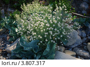 Катран Коктебельский / Crambe Koktebelica. Стоковое фото, фотограф Игорь Архипов / Фотобанк Лори