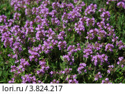 Тимьян, или чабрец (лат. Thymus) Стоковое фото, фотограф Игорь Архипов / Фотобанк Лори