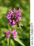 Буквица лекарственная, соцветие (Betonica officinalis L.) Стоковое фото, фотограф Щеголева Ольга / Фотобанк Лори