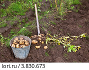 Выкапывание картофеля. Стоковое фото, фотограф FotograFF / Фотобанк Лори