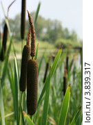 Рогоз широколистный (Typha latifolia L. ). Верхушка побега с соплодием и листья на фоне водоема. Стоковое фото, фотограф Щеголева Ольга / Фотобанк Лори