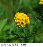 Люцерна серповидная (Medicago falcata) Стоковое фото, фотограф Анна Омельченко / Фотобанк Лори