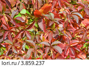 Фон. Девичий виноград пятилисточковый (Parthenocissus quinquefolia) Стоковое фото, фотограф Александр Алексеев / Фотобанк Лори