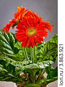 Цветущее домашнее растение Гербера (Gerbera) красного цвета. Стоковое фото, фотограф Ольга Денисова / Фотобанк Лори