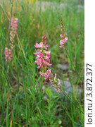 Эспарцет (Onobrychis arenaria) Стоковое фото, фотограф Анна Омельченко / Фотобанк Лори