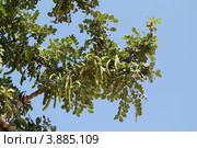 Рожковое дерево (Ceratonia siliqua) Стоковое фото, фотограф Хименков Николай / Фотобанк Лори