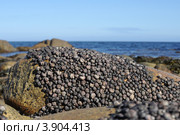 Колония морских улиток на камне на фоне моря. Стоковое фото, фотограф Кривошеева Светлана / Фотобанк Лори