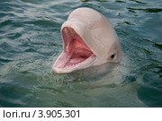 Белуха (лат. Delphinapterus leucas) Стоковое фото, фотограф Игорь Архипов / Фотобанк Лори