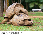 Большая Сейшельская черепаха. Ванилла парк ( La Vanille Reserve park). Маврикий (2012 год). Стоковое фото, фотограф Куликов Константин / Фотобанк Лори