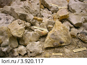 Древние моллюски (брюхоногие, головоногие). Палеонтологический музей им. Ю.А.Орлова, Москва. (2012 год). Редакционное фото, фотограф Щеголева Ольга / Фотобанк Лори