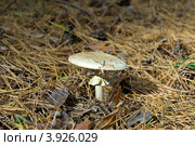 Грибы Мещеры: бледная поганка Amanita phalloides. Стоковое фото, фотограф Инна Грязнова / Фотобанк Лори