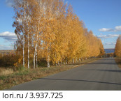 Осенняя дорога. Стоковое фото, фотограф Алена Крюкова / Фотобанк Лори