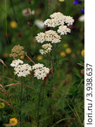 Тысячелистник обыкновенный (Achillea) Стоковое фото, фотограф Rekacy / Фотобанк Лори