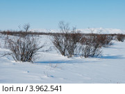 Природа Чукотки зимой. Стоковое фото, фотограф Наталья Спиридонова / Фотобанк Лори