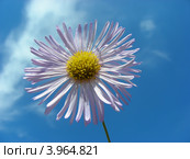 Астра ромашковидная (Aster amelloides ) на фоне голубого неба. Стоковое фото, фотограф lana1501 / Фотобанк Лори
