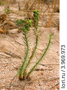 Молочай Сегье (Euphorbia seguieriana Neck.). Общий вид цветущего растения (2011 год). Стоковое фото, фотограф Щеголева Ольга / Фотобанк Лори